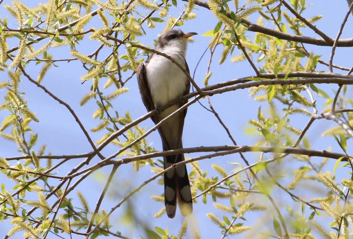 Yellow-billed Cuckoo - ML92378671