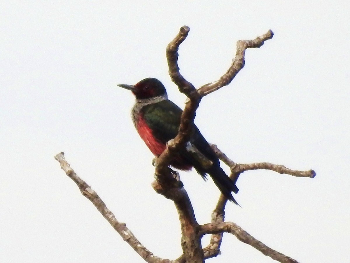 Lewis's Woodpecker - ML92379211