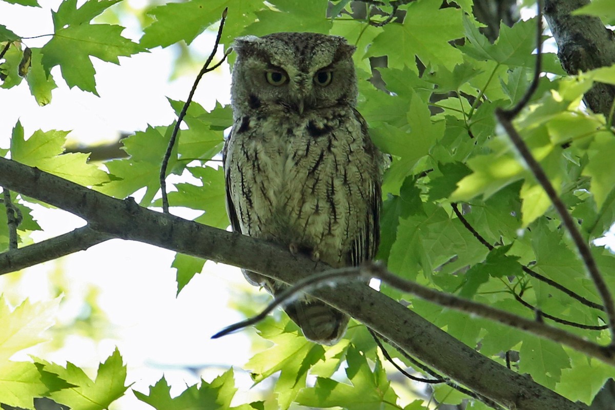 Eastern Screech-Owl - ML92379851