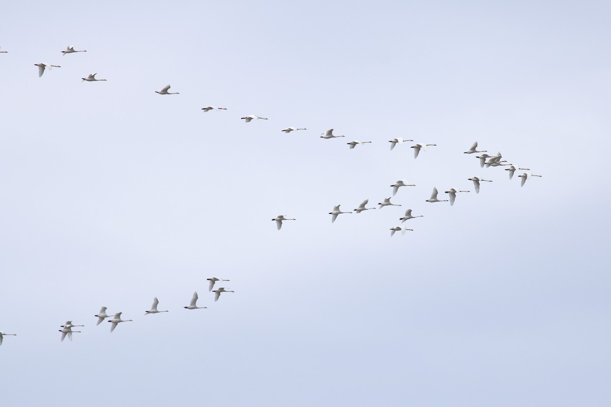 Tundra Swan - ML92380961