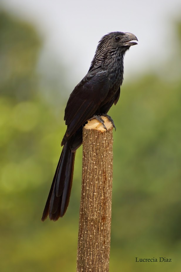 Groove-billed Ani - Lucrecia Diaz Capriles