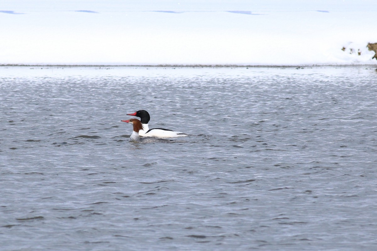Common Merganser - ML92381451