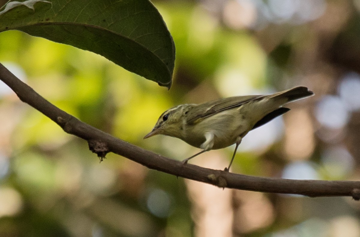 Greenish Warbler - Roozbeh Gazdar
