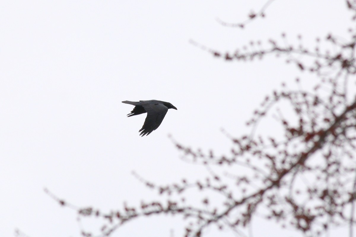 Common Raven - ML92381901