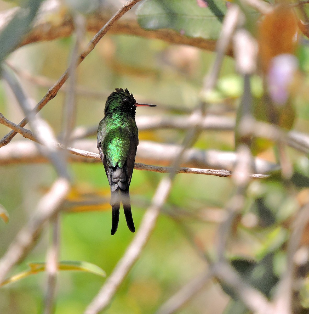 Golden-crowned Emerald - Nicola Cendron