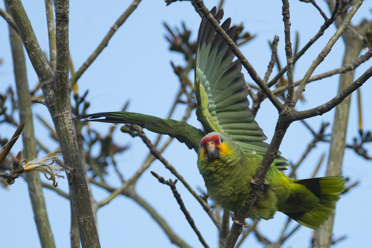 キホオボウシインコ - ML92382821