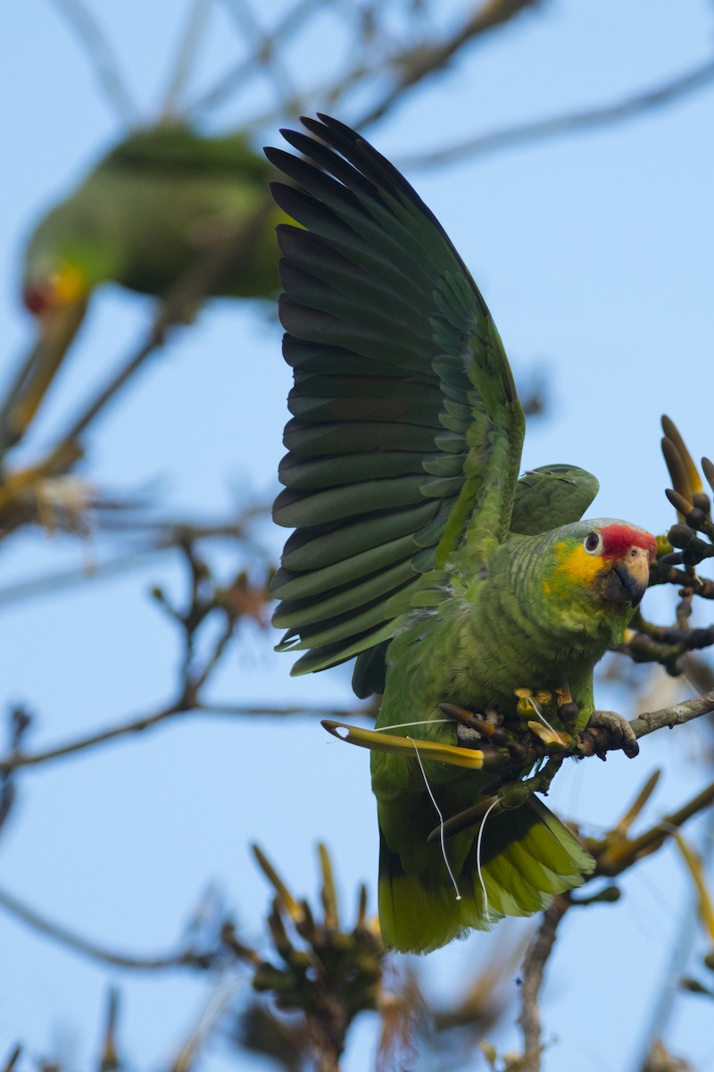 Red-lored Parrot - John Cahill xikanel.com