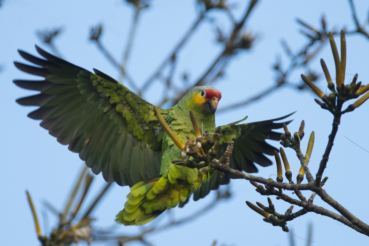 Red-lored Parrot - ML92383611