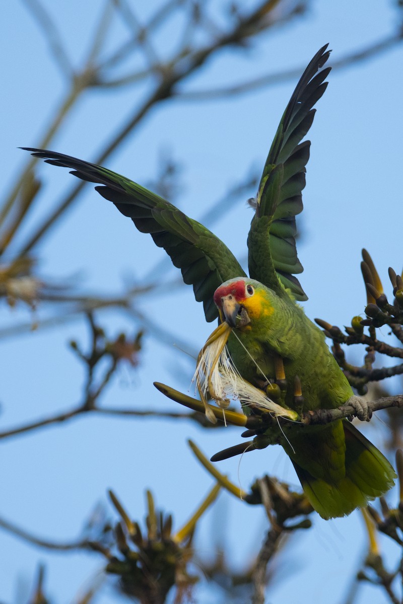 Red-lored Parrot - ML92383761