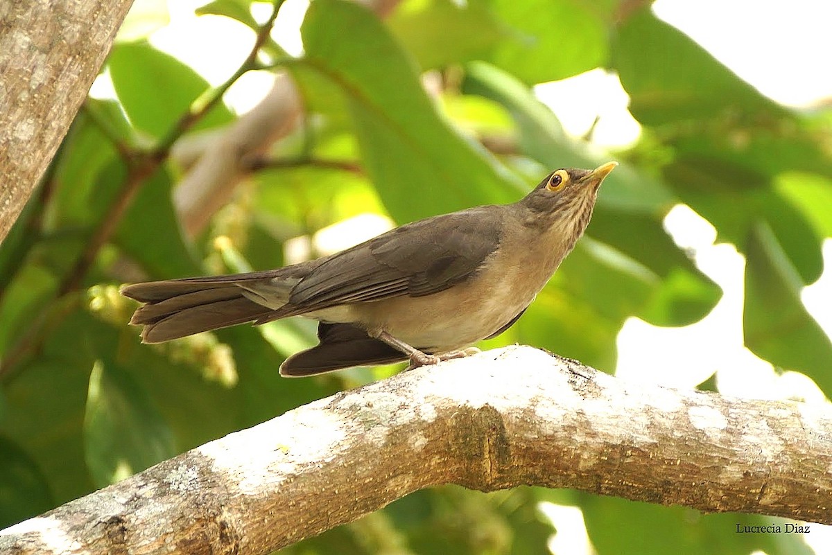 Spectacled Thrush - Lucrecia Diaz Capriles