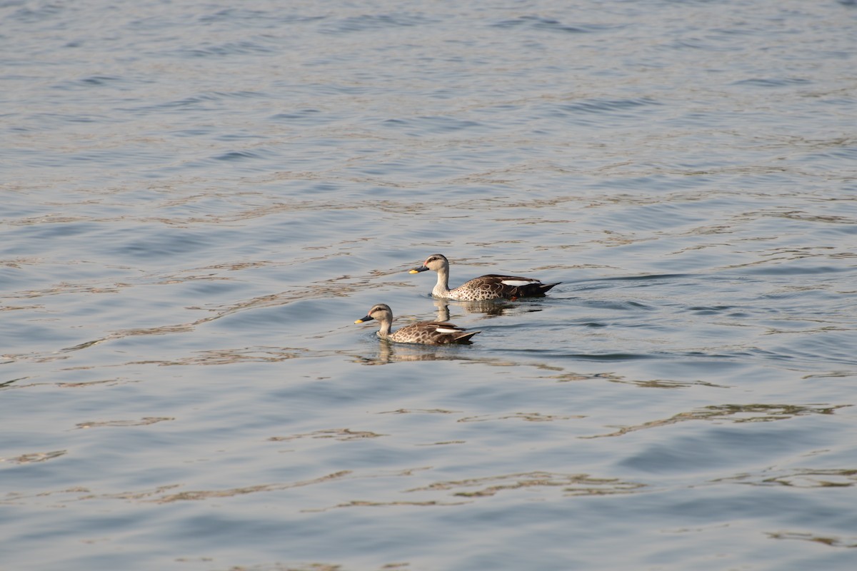 Canard à bec tacheté - ML92383941