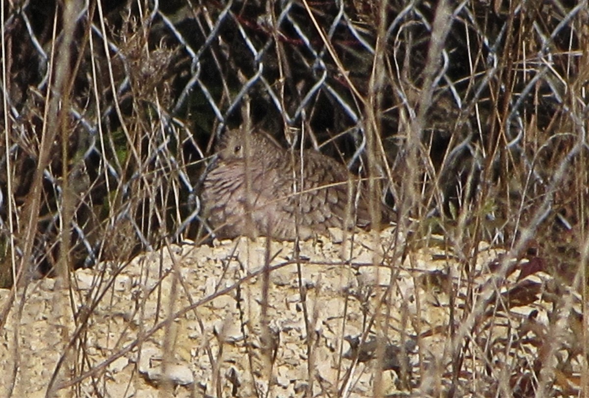Inca Dove - ML92384091