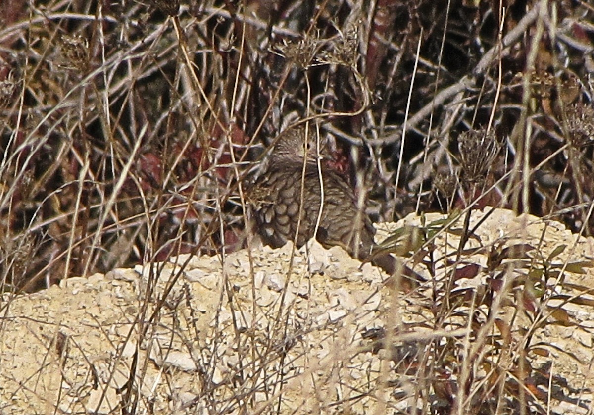 Inca Dove - ML92384101