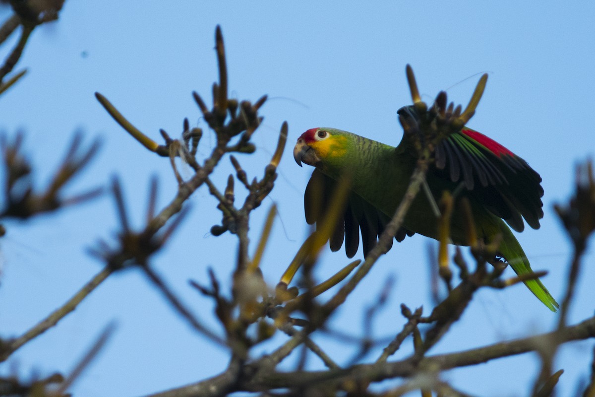 Red-lored Parrot - John Cahill xikanel.com