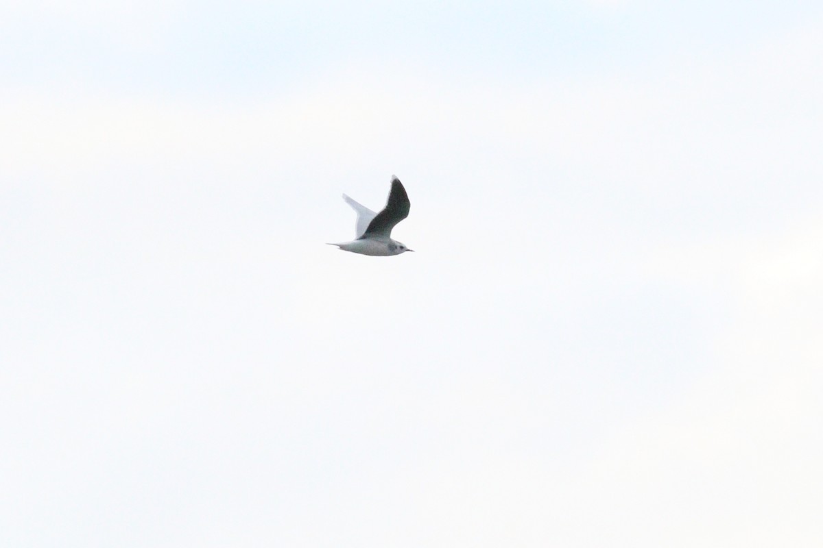 Little Gull - ML92384881
