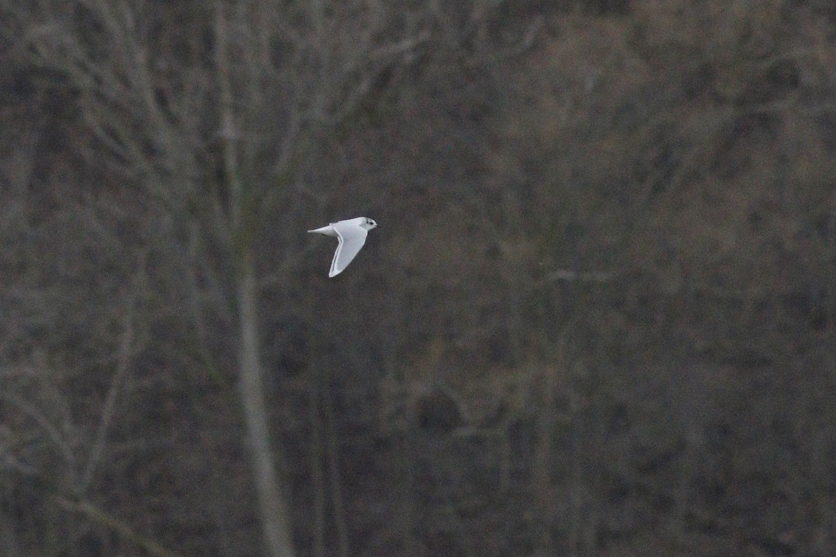 Little Gull - ML92384911