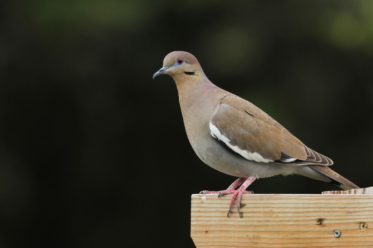 White-winged Dove - ML92385301