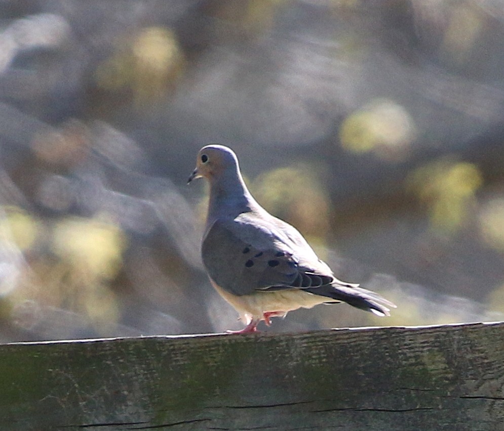 Mourning Dove - ML92385321