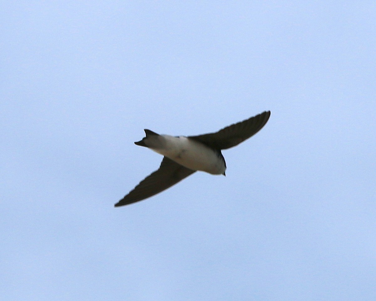 Tree Swallow - ML92385411