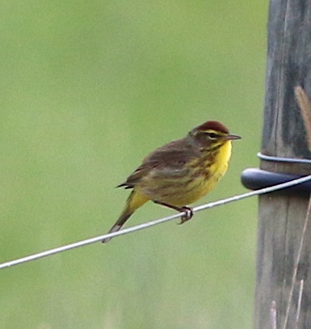 Paruline à couronne rousse - ML92385481