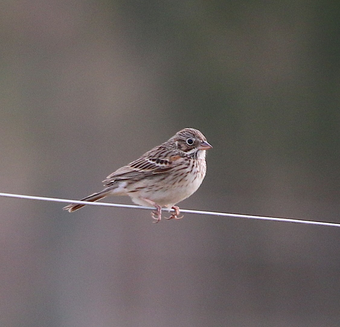 Vesper Sparrow - ML92385641