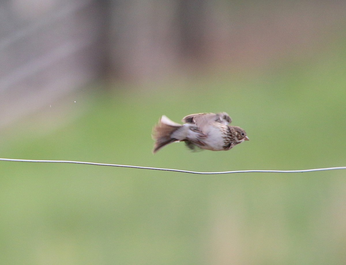 Vesper Sparrow - ML92385681