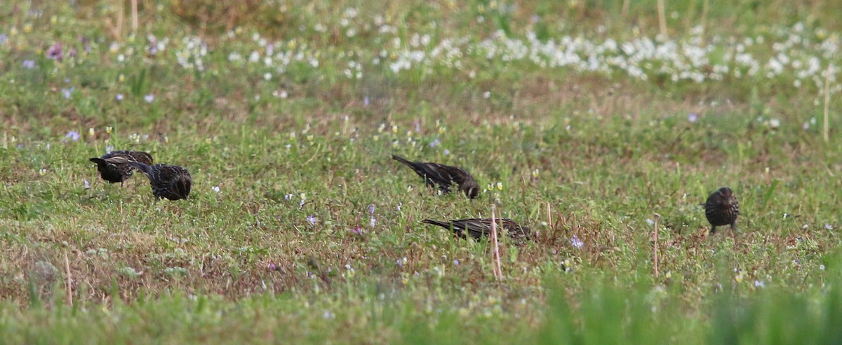 Red-winged Blackbird - ML92385871