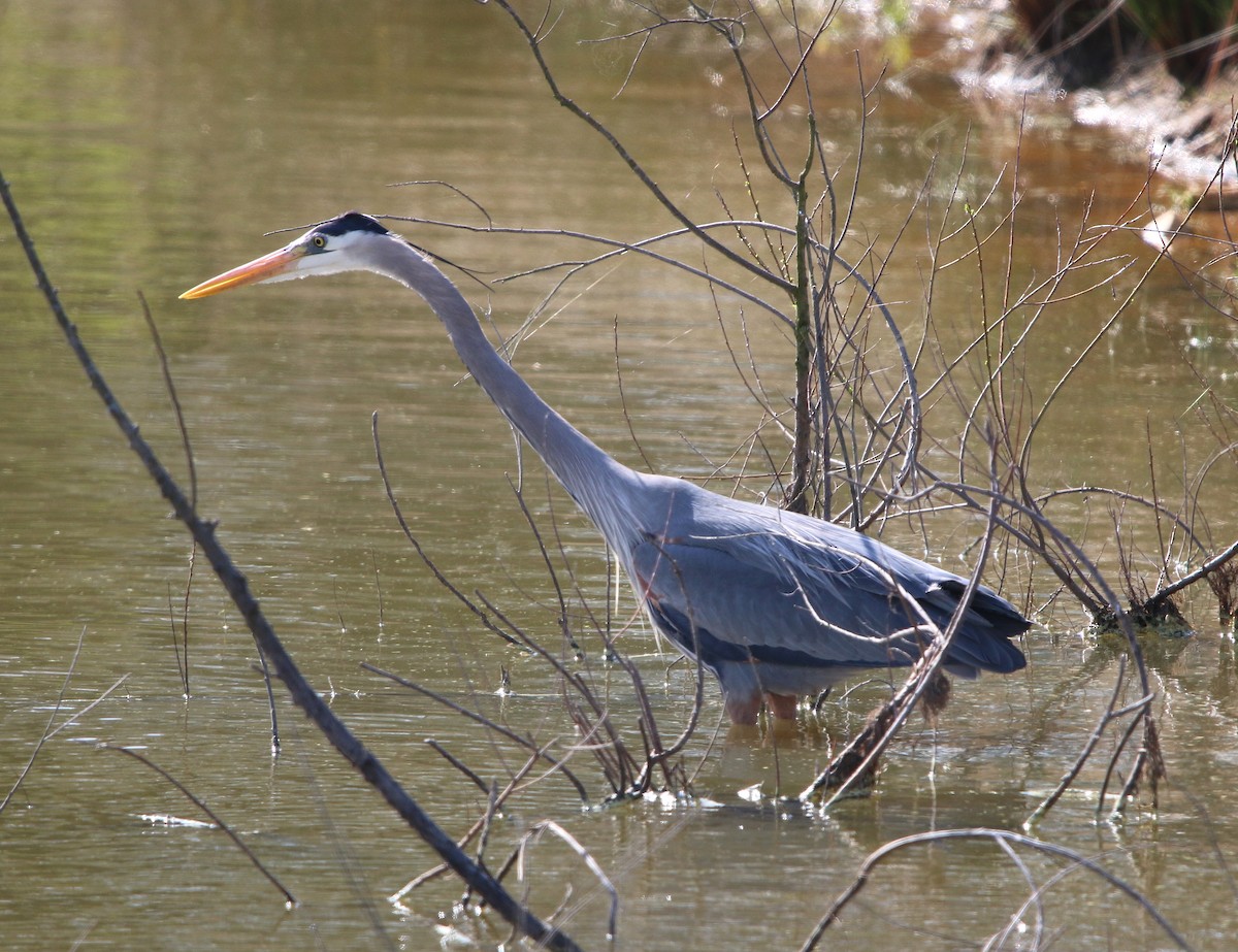 Great Blue Heron - Lori White