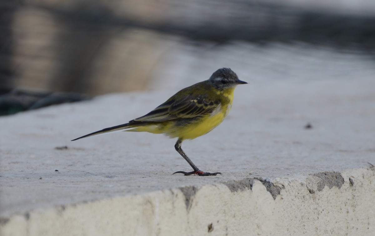 Western Yellow Wagtail - ML92387301