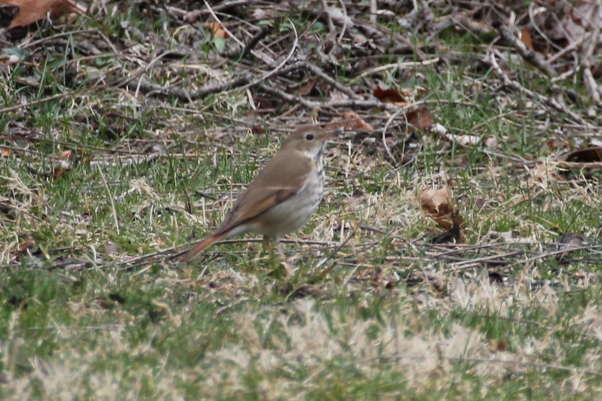 Hermit Thrush - Jeffrey Boland