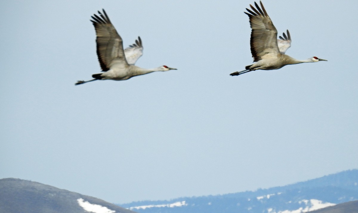 Sandhill Crane - ML92388431