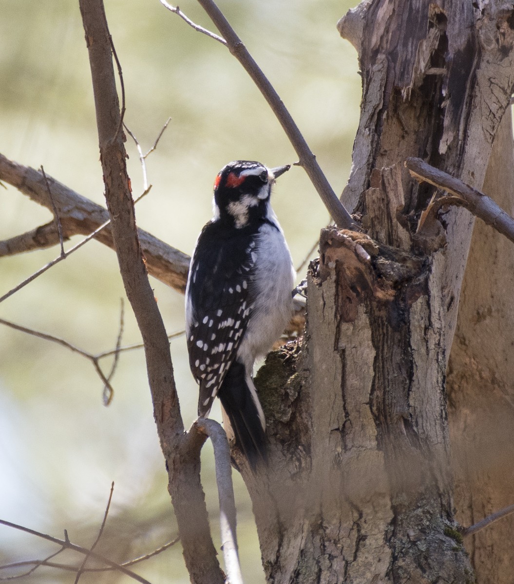 Hairy Woodpecker - ML92388651