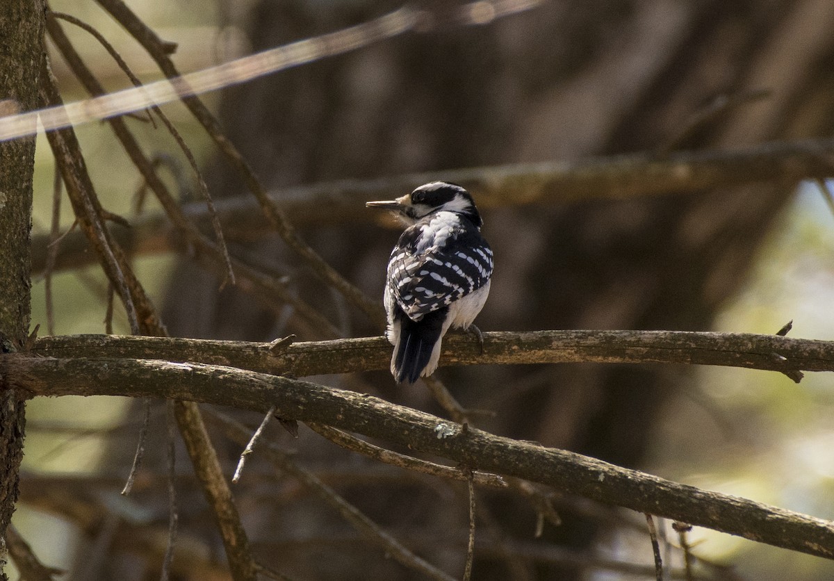 Hairy Woodpecker - ML92388661