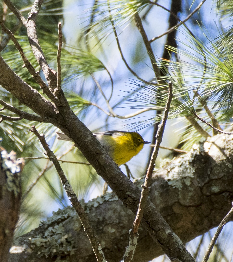 Pine Warbler - ML92388751