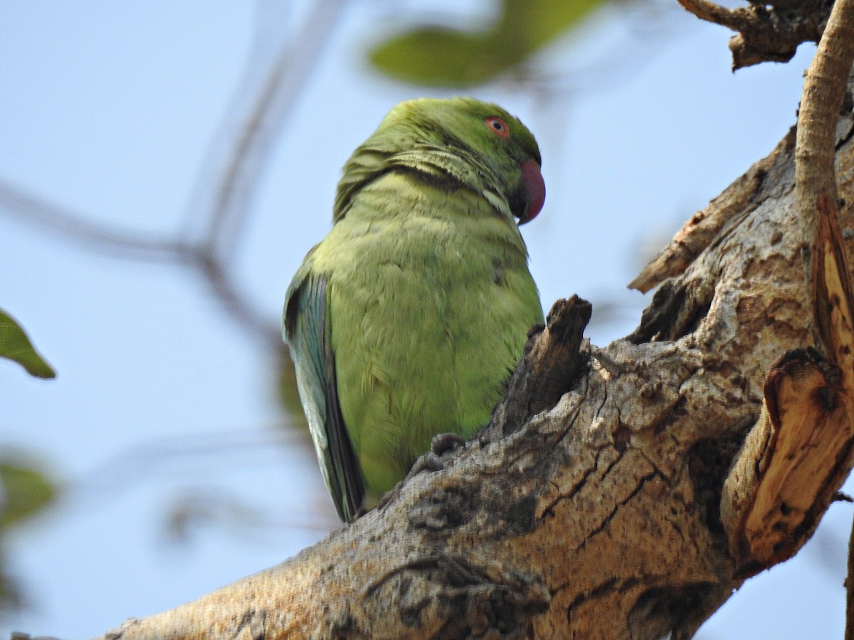 Papagai lepokoduna - ML92390911