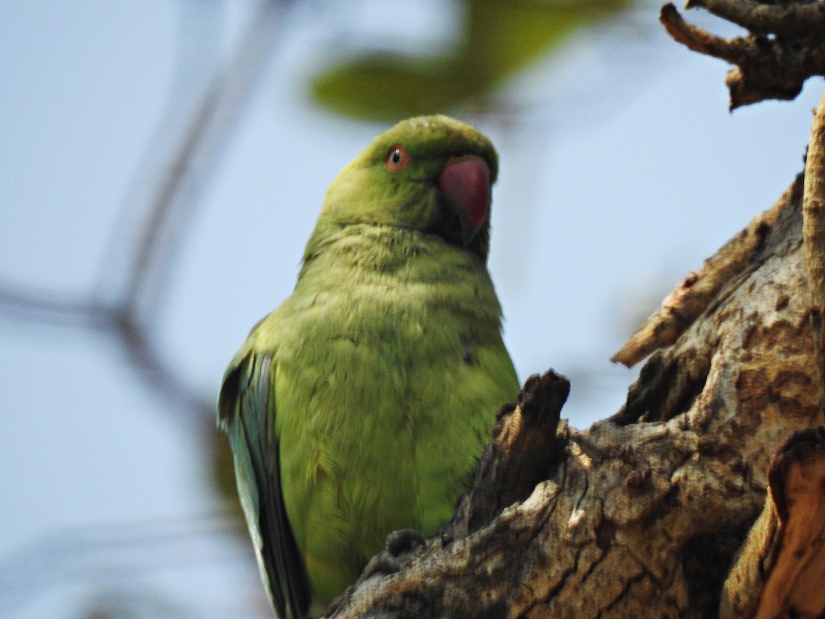 Papagai lepokoduna - ML92390921