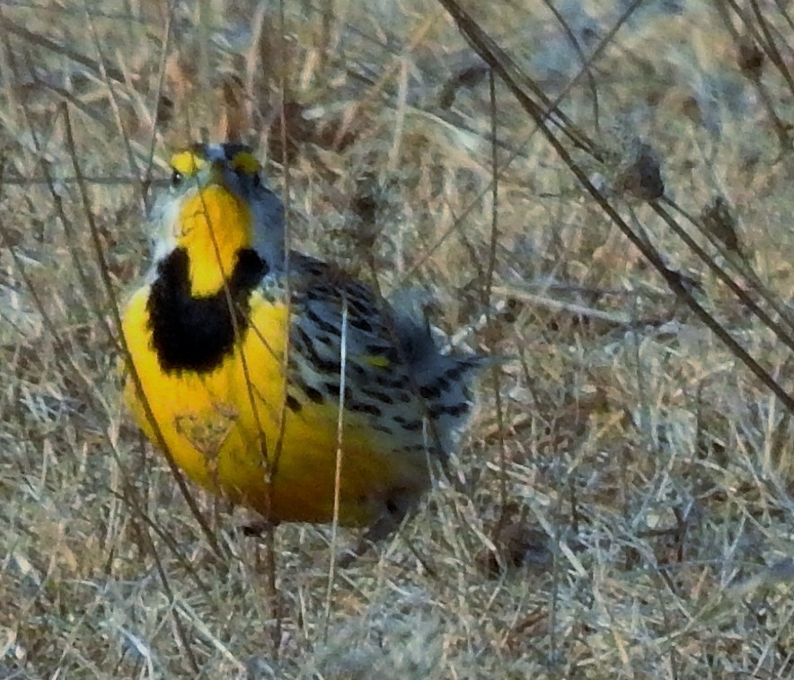 Eastern Meadowlark - ML92391701