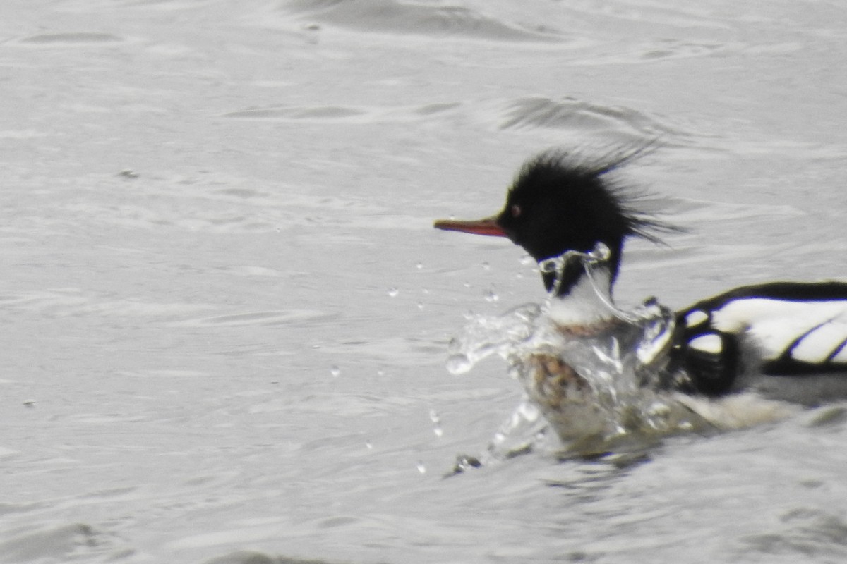 Red-breasted Merganser - ML92392151