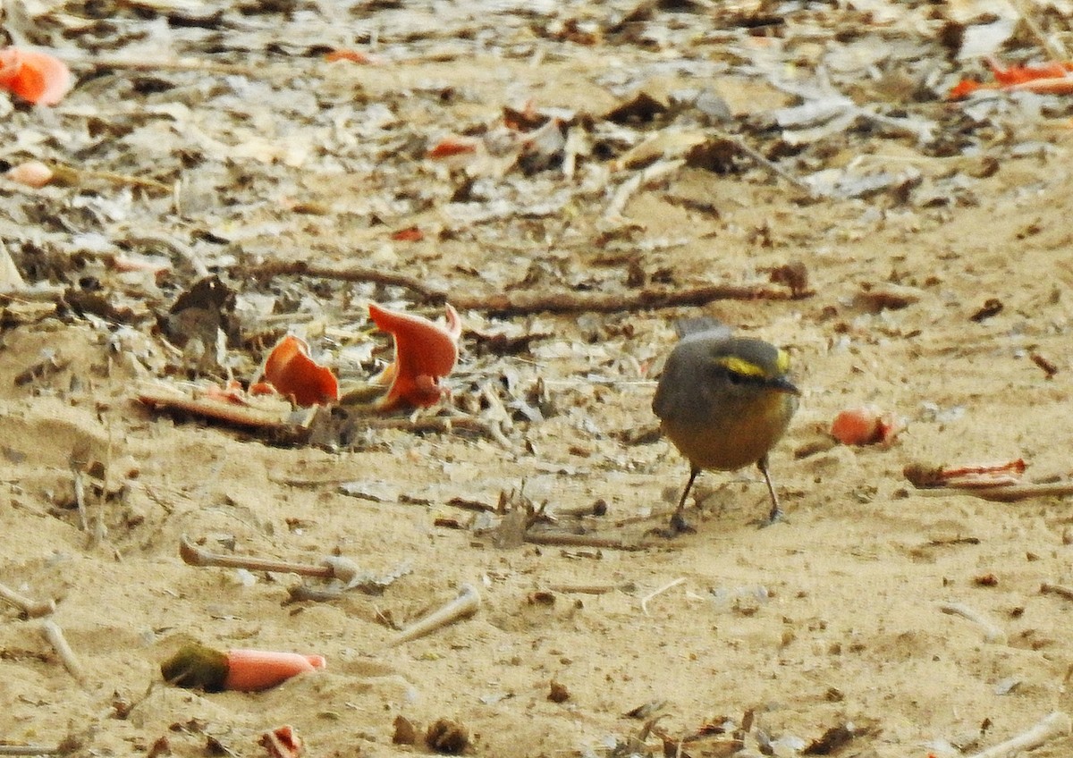 Sulphur-bellied Warbler - Fermin Jose