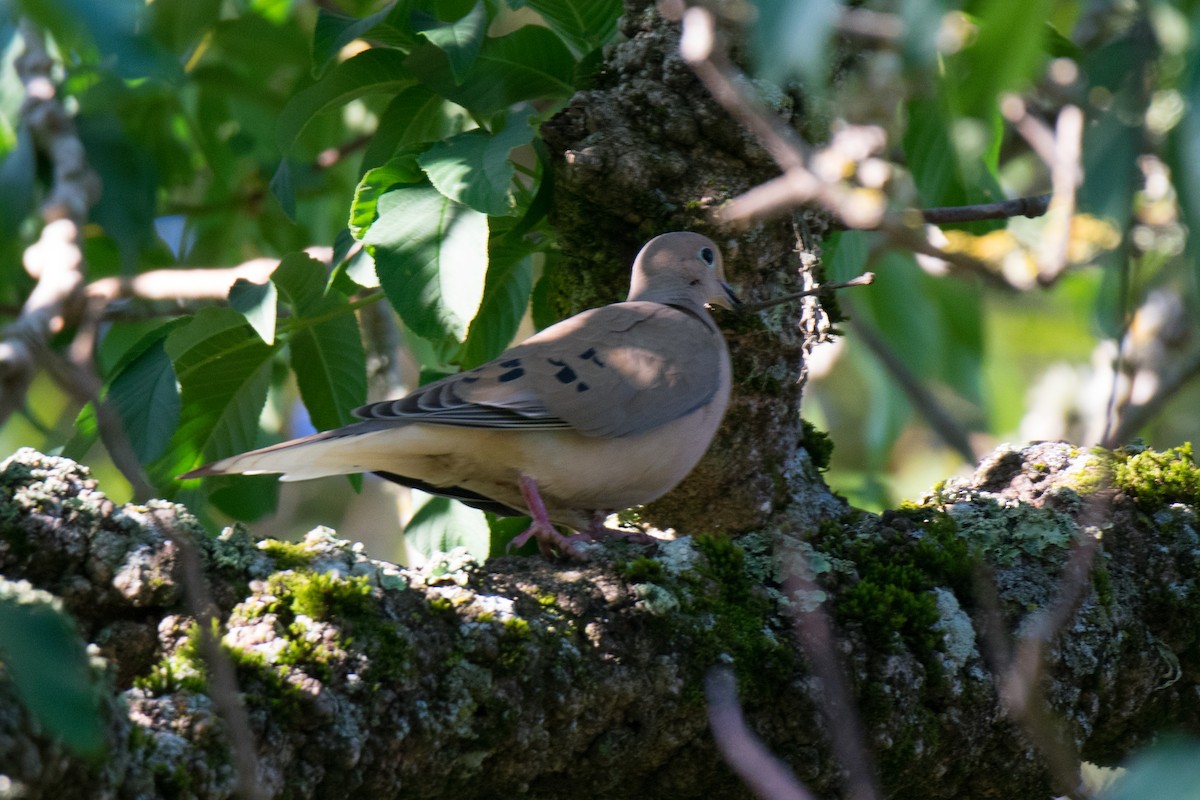Mourning Dove - Mark Schulist