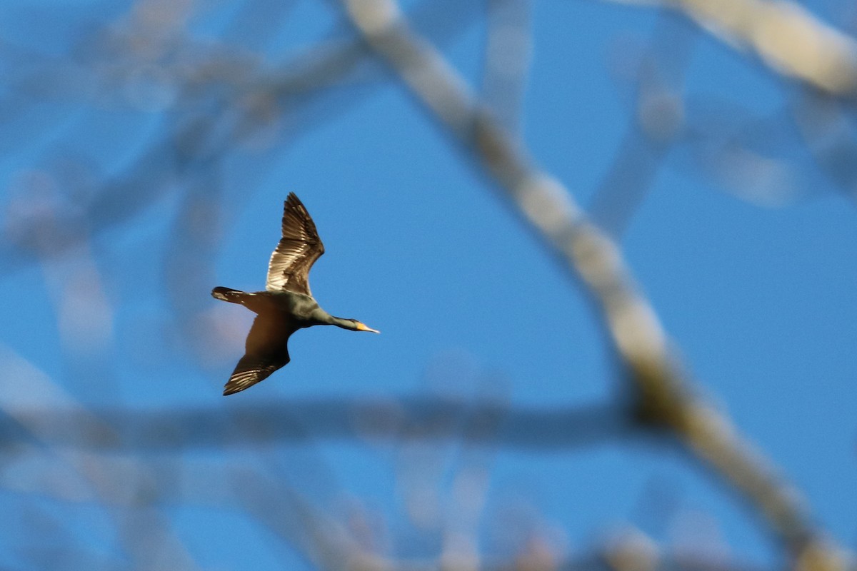 Double-crested Cormorant - ML92395821