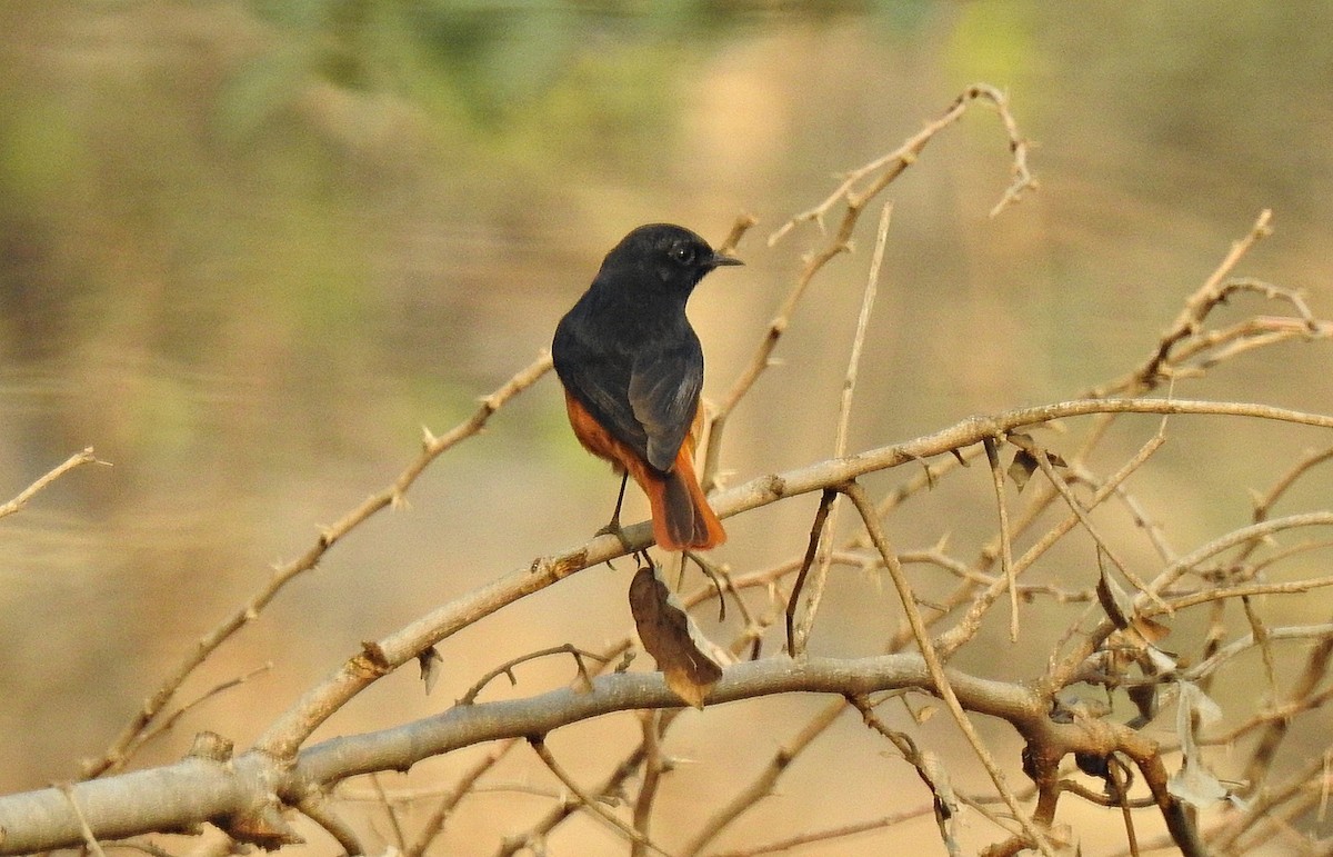 Black Redstart - ML92395831