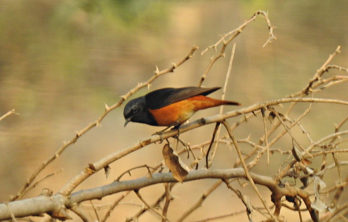 Black Redstart - ML92395881