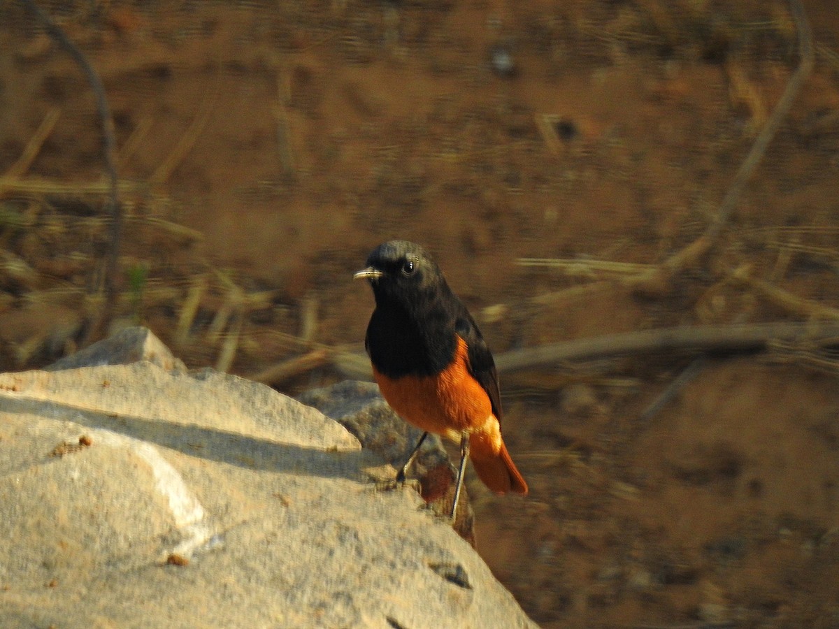 Black Redstart - ML92395931