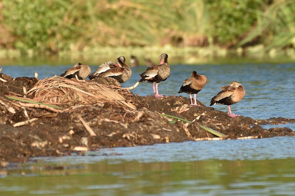 Black-bellied Whistling-Duck - ML92396351