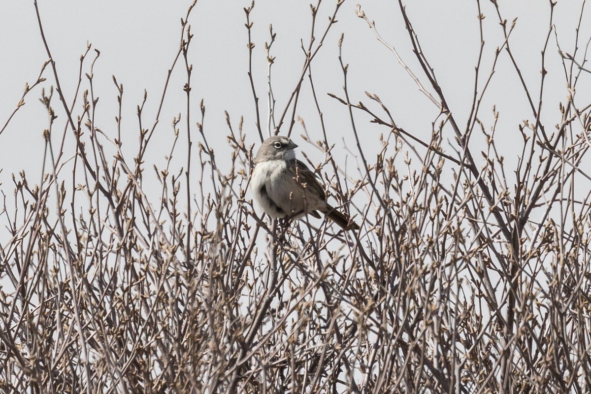Sagebrush Sparrow - Sreemala Das Majumder