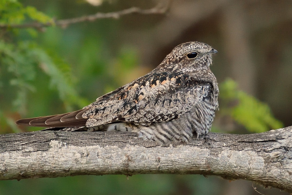 Common Nighthawk - ML92396521