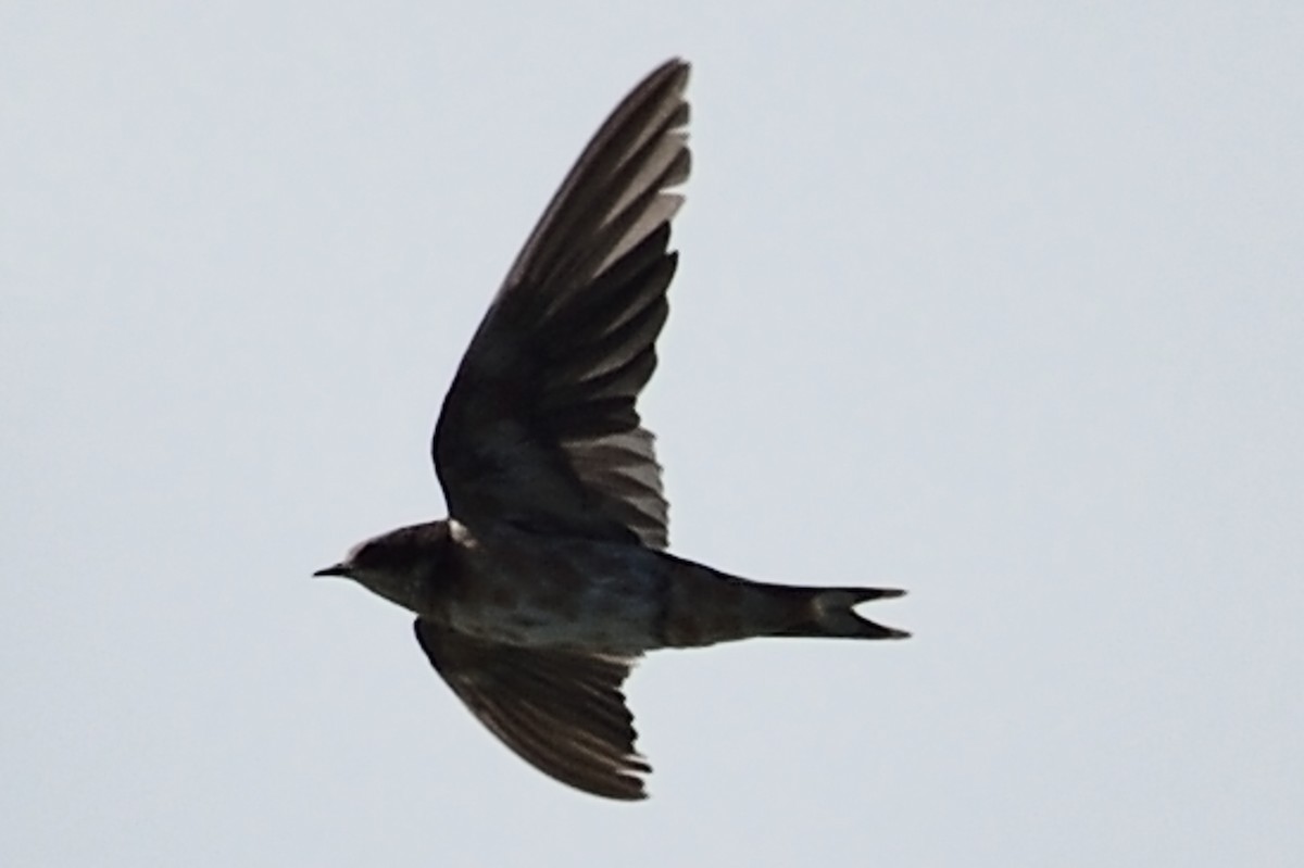 Barn Swallow - ML92397021