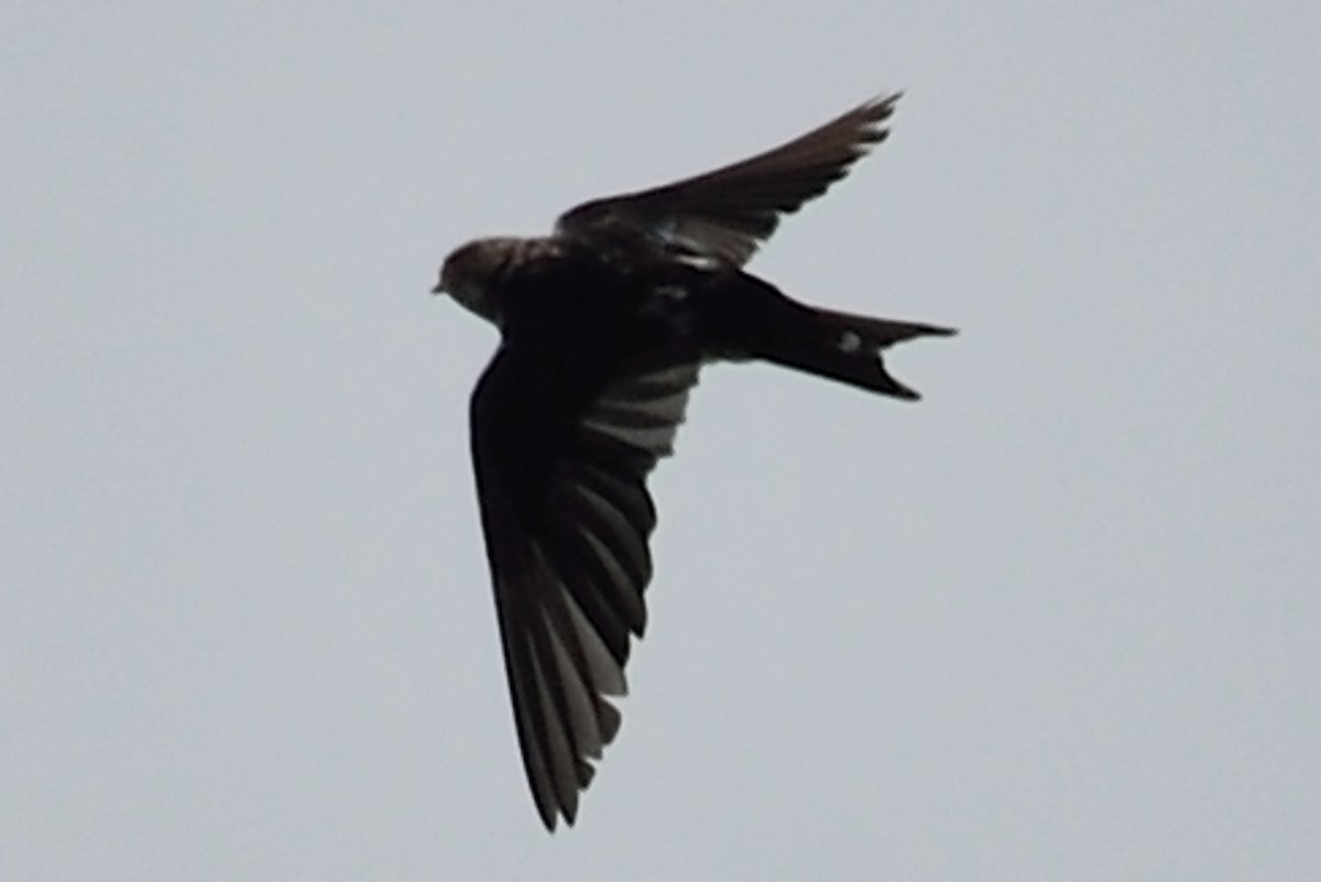 Barn Swallow - ML92397031