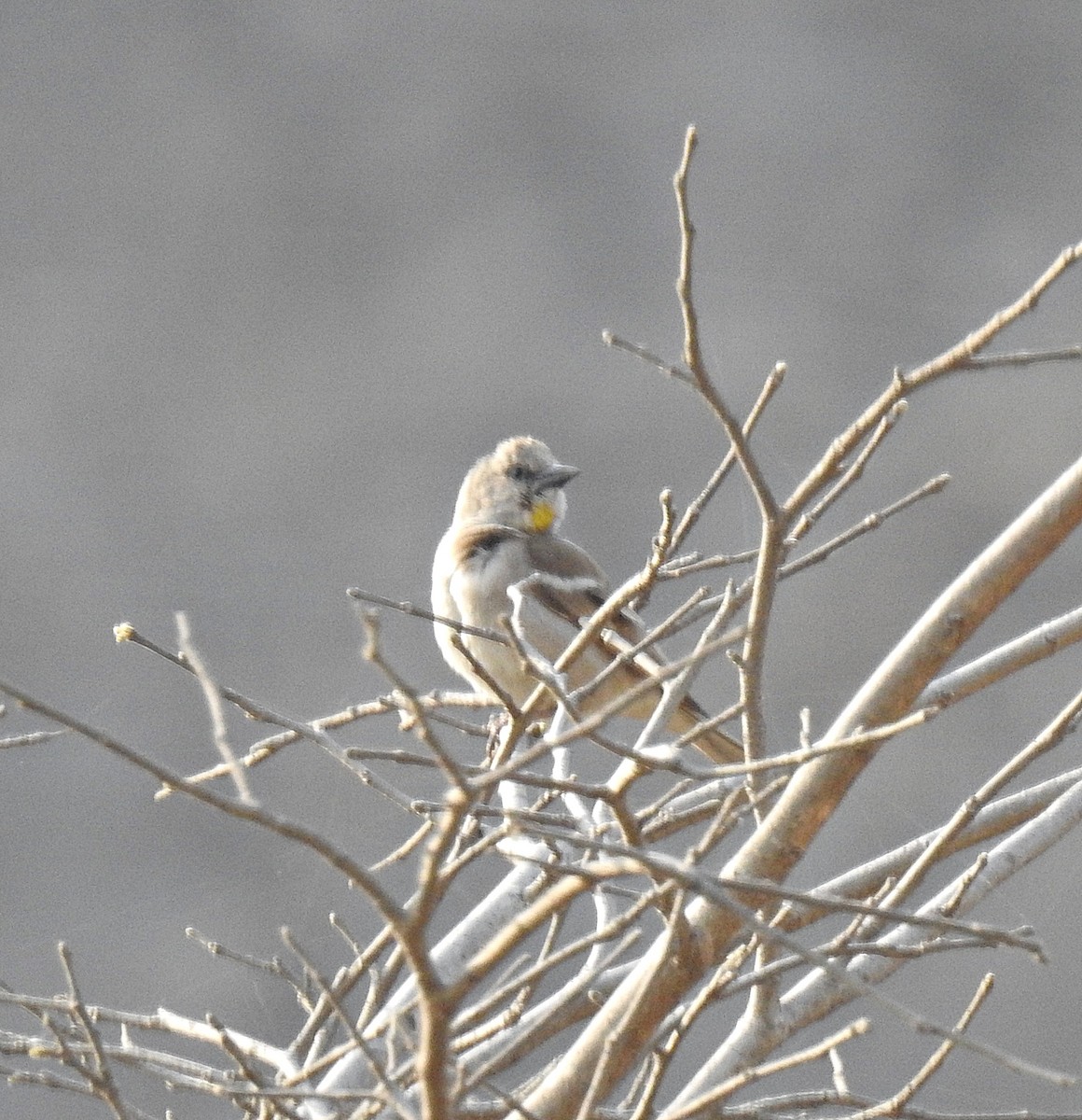 Yellow-throated Sparrow - ML92397891